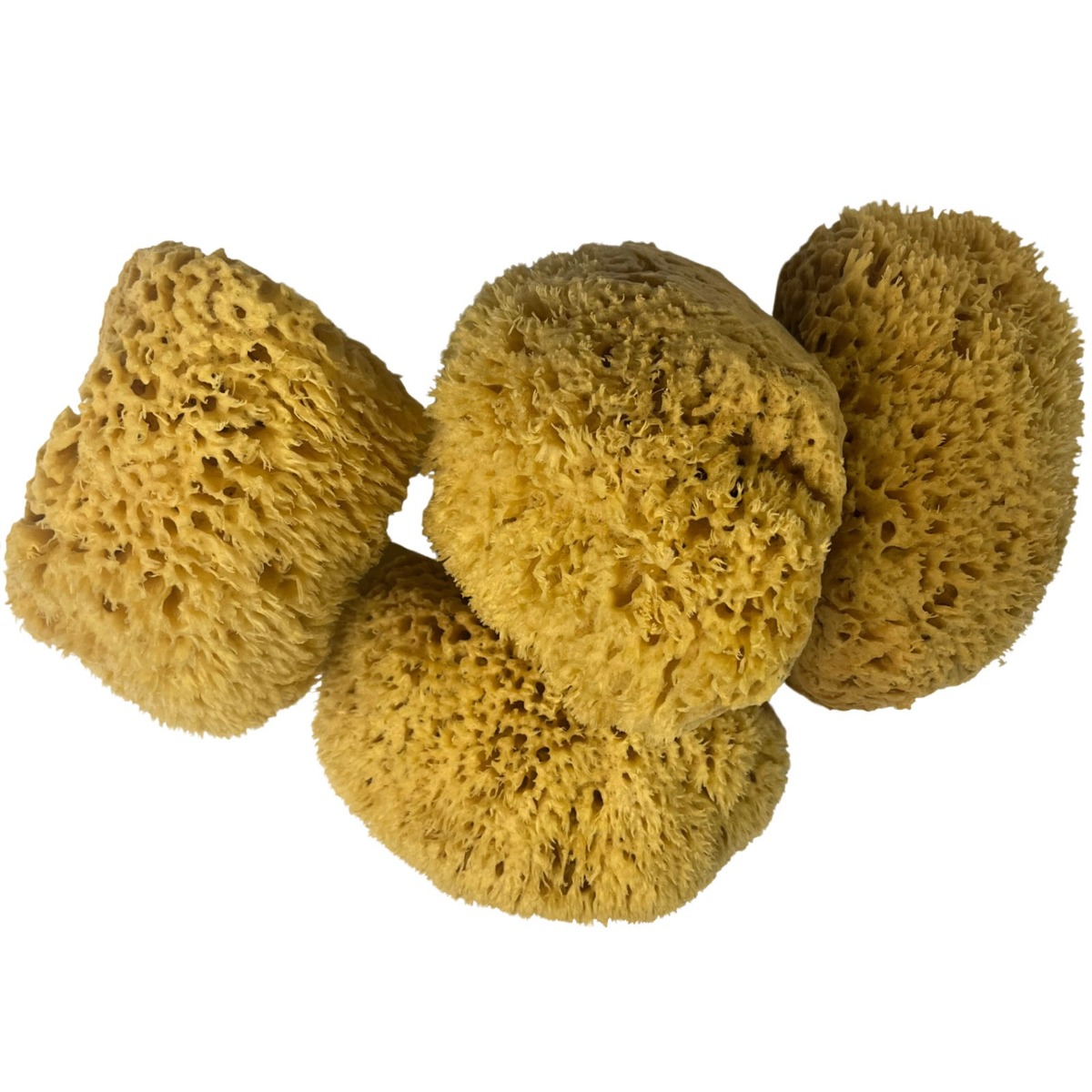 Florida Natural Sea Sponge (22-1M): Florida Natural Sponges