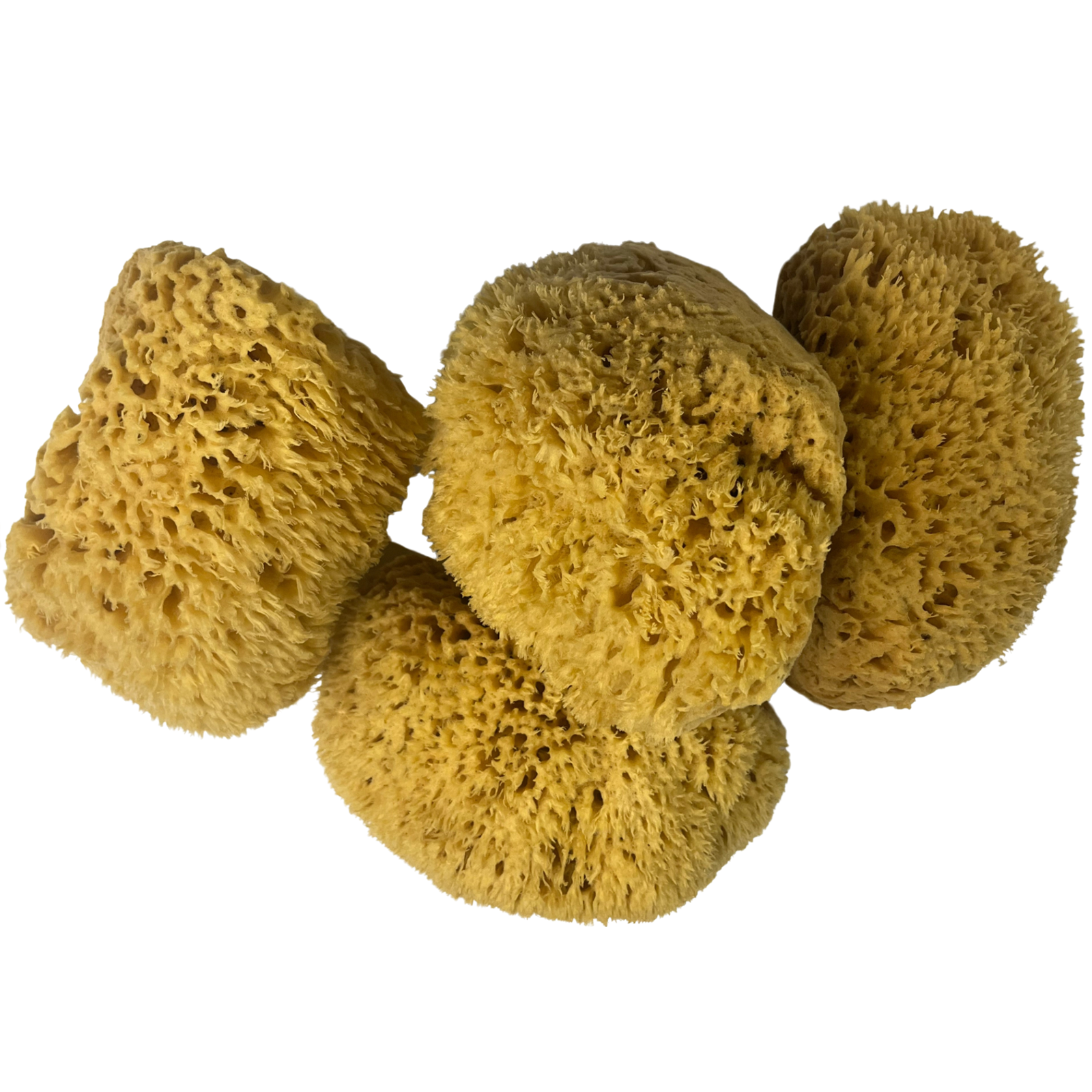 Florida Natural Sea Sponge (22-1M): Florida Natural Sponges