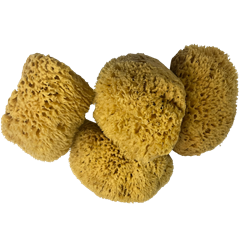 Florida Natural Sea Sponge